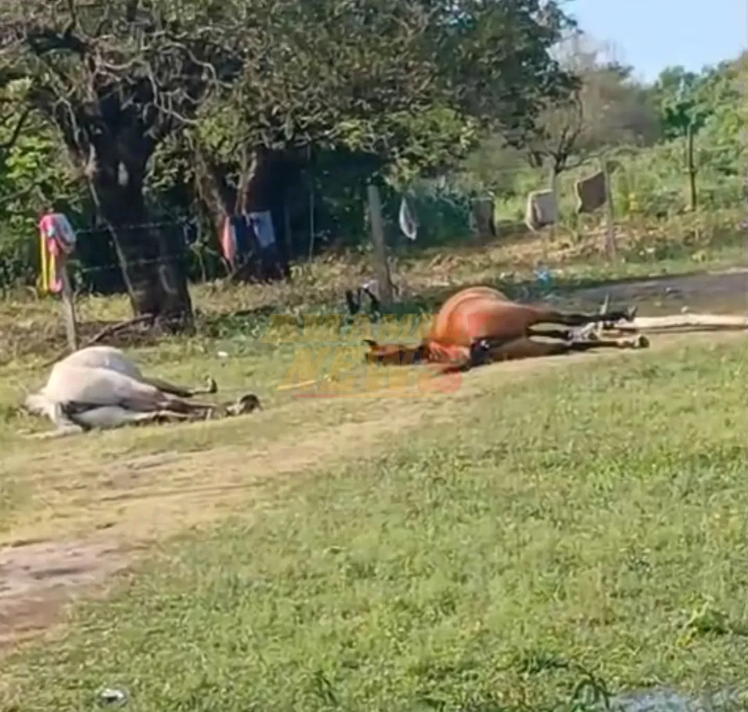 Cable suelto electrocuta a dos caballos en Concepción
