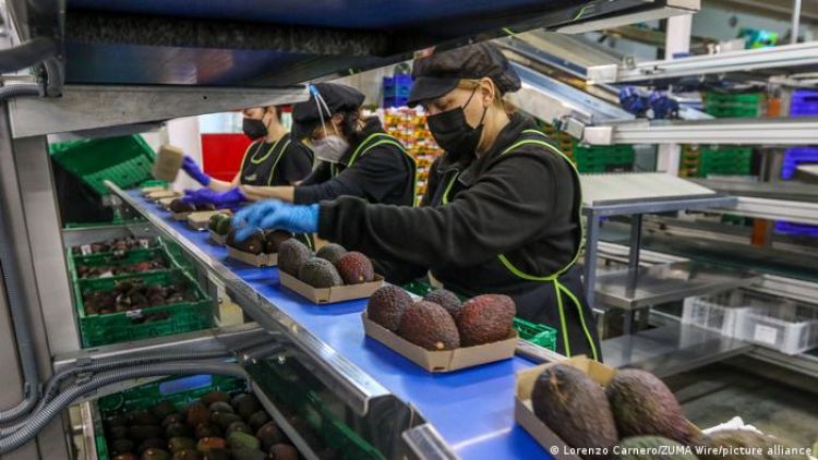 Chefs declaran la guerra al aguacate y la dejan de ofrecer en sus restaurantes