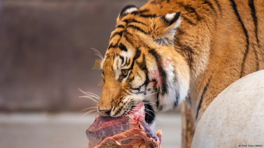 Zoológico danés pide animales para alimentar a depredadores