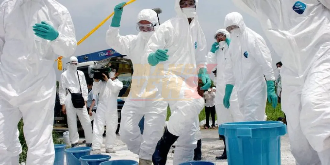Alerta de virus: Japón sacrifica miles de pollos para combatir la gripe aviar