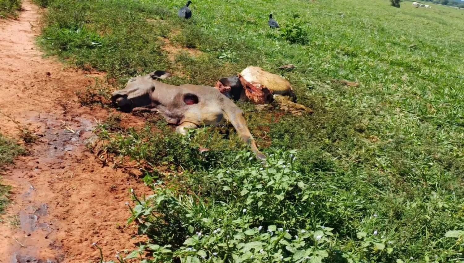 Dos casos de abigeato golpean a Horqueta y Belén: faenan tres vacunos en establecimientos rurales
