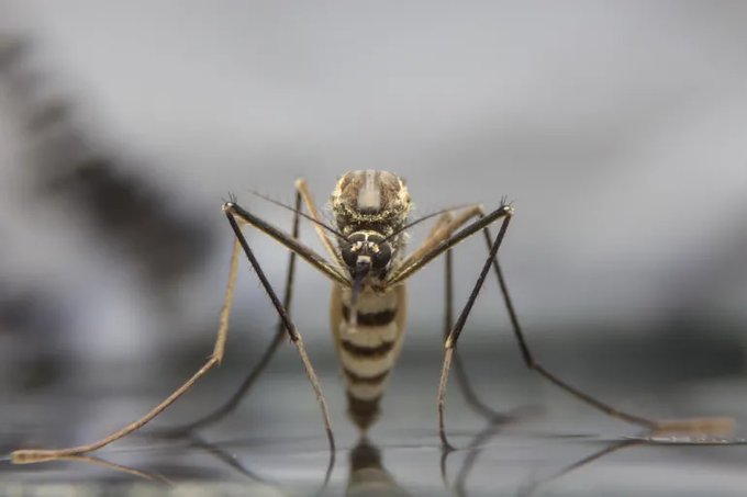 Salud reporta aumento de casos de dengue en el país