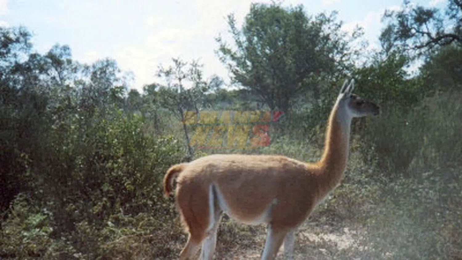 Captan a un guanaco en la zona de Médanos del Chaco