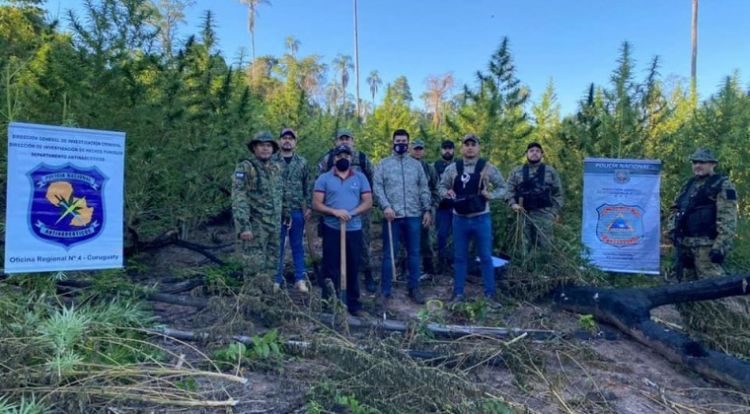 Agentes antinarcóticos eliminan cinco hectáreas de marihuana en Canindeyú