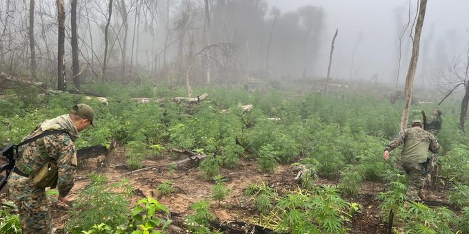 Destruyen 25 mil kilos de marihuana en Curuguaty