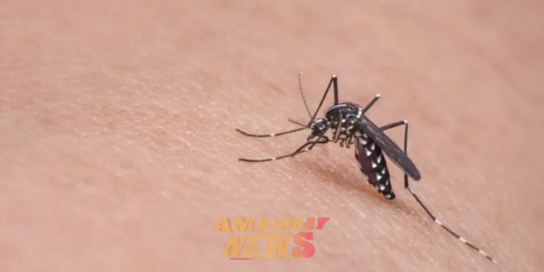Alerta dengue: aumentan las notificaciones en varios departamentos del país