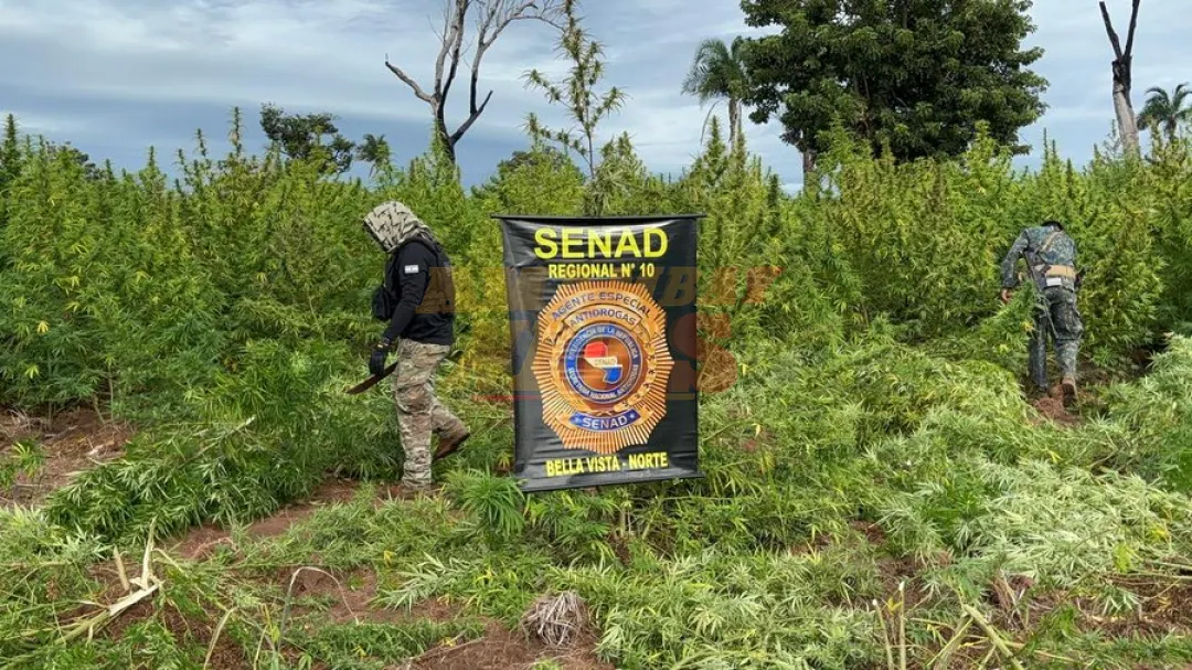 Senad eliminó 27 toneladas de marihuana en Bella Vista Norte