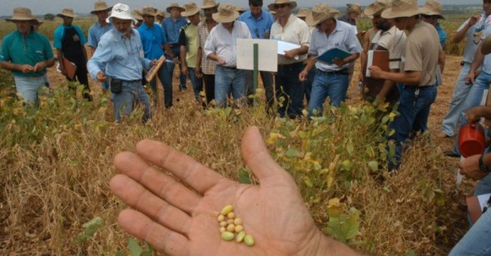 Senado rechaza aumento del impuesto a la exportación de soja