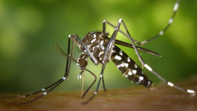 Afectados por dengue ascienden a 3.780 en las últimas tres semanas