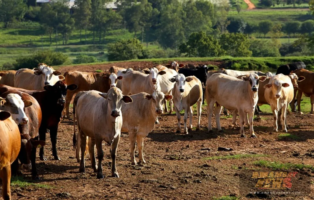 Sector primario: Pilar fundamental de la cadena cárnica paraguaya