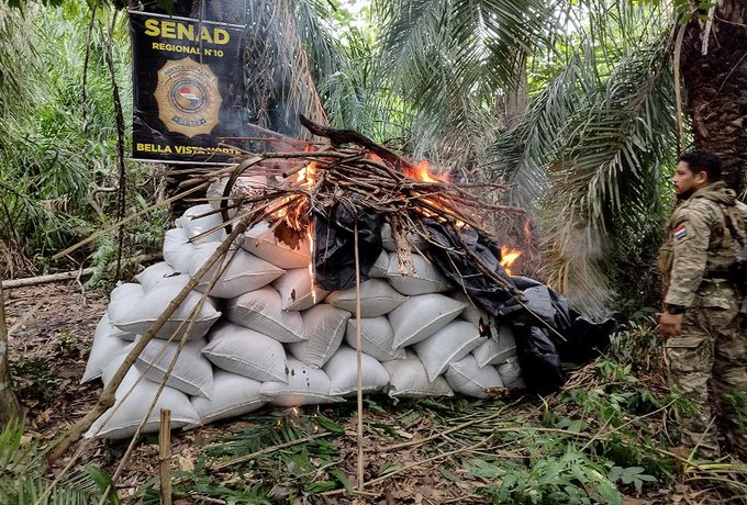 SENAD anula la producción de más de 12 toneladas de marihuana en Bella Vista Norte
