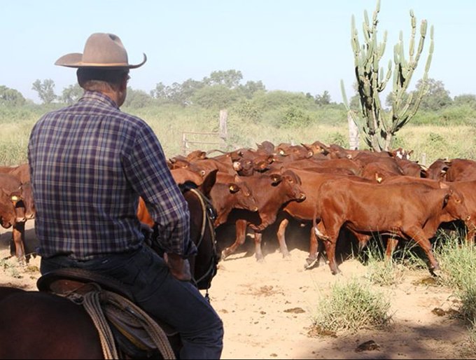 Carne a EE.UU.: Paraguay debe responder sobre abusos laborales en la ganadería