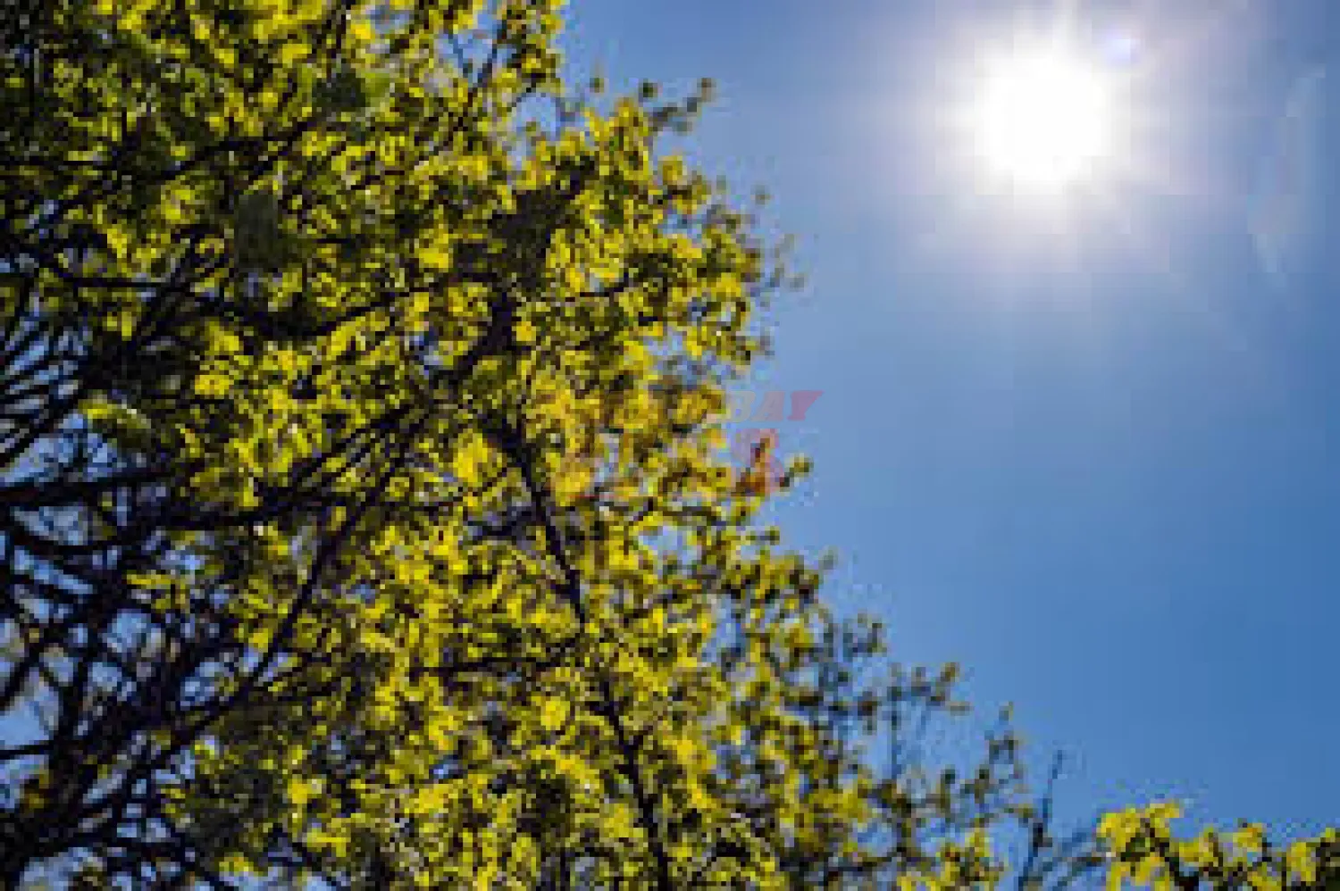 Domingo cálido a caluroso, con bajas probabilidades de lluvias