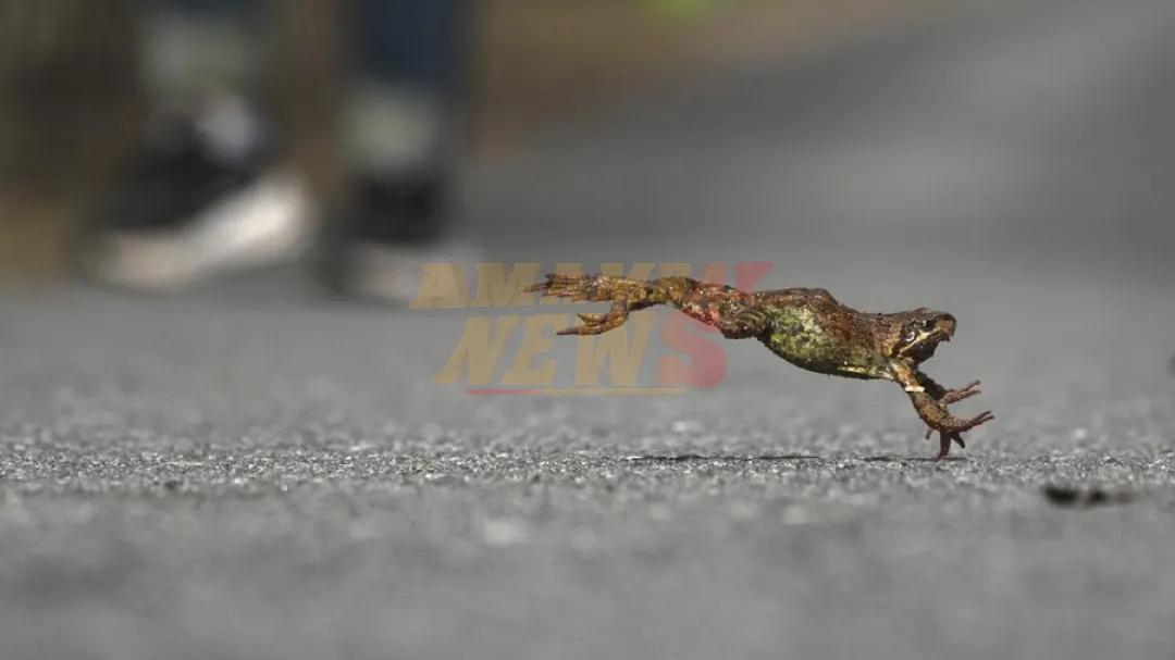 Brigada rusa ayuda a sapos y ranas a cruzar carretera hacia su lugar de desove