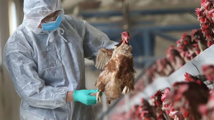 Cuarto caso de gripe aviar en aves de traspatio