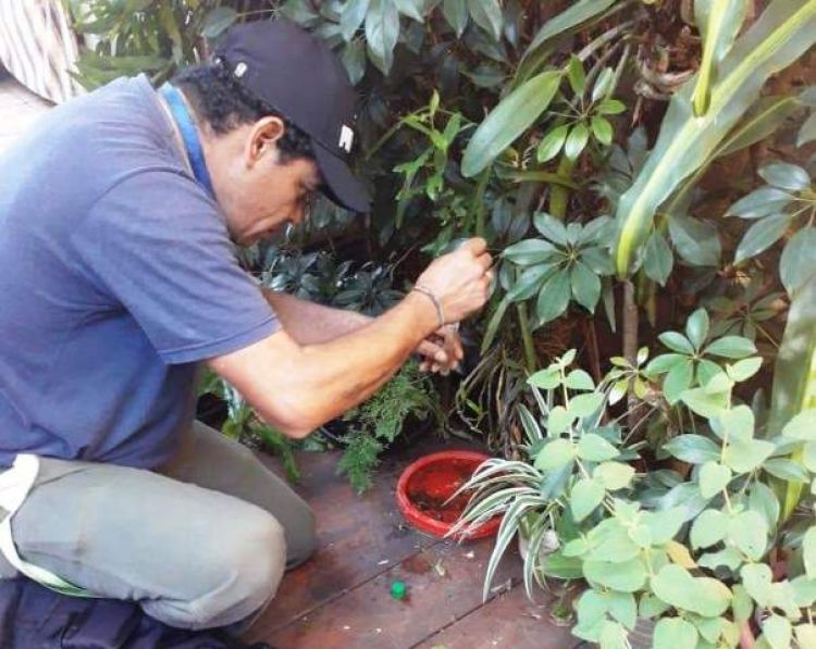 Instan a eliminar criaderos de mosquitos para evitar aumento de casos de dengue