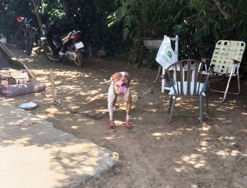 Perro de raza pitbull ataca a mujer en Pilar