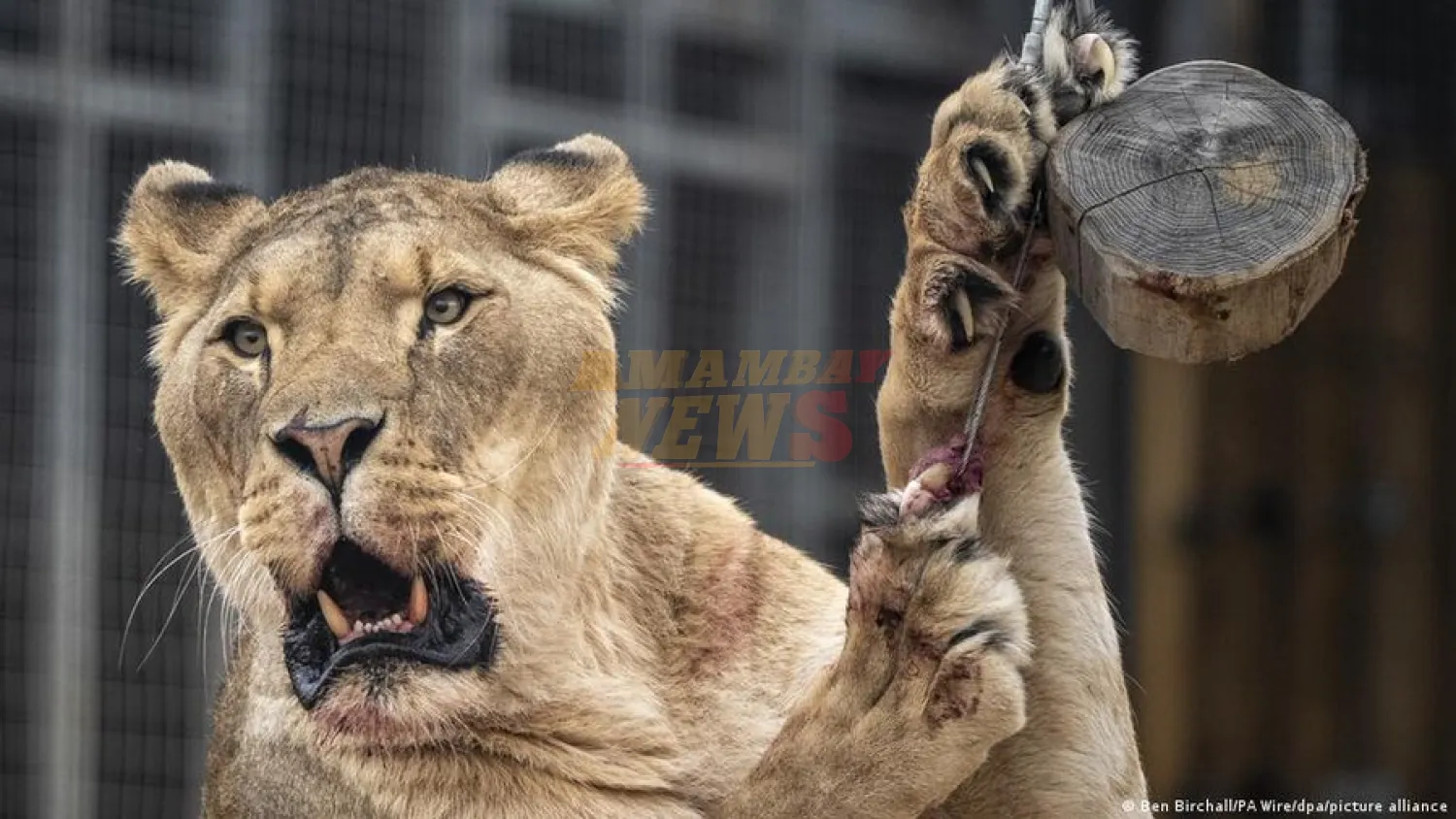 Hombre muere tras invadir recinto de un león en Brasil