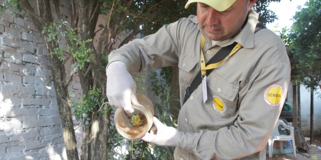Senepa insiste en limpiar criaderos de mosquitos ante alta infestación larvaria