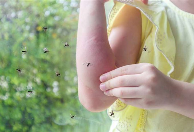 TAK-003, así se denomina la vacuna que podría mitigar el dengue en la región