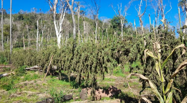 Destruyen punto de producción de marihuana a gran escala en Itapúa