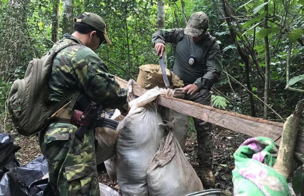 Destruyen cultivos de marihuana en la Colonia María Auxiliadora