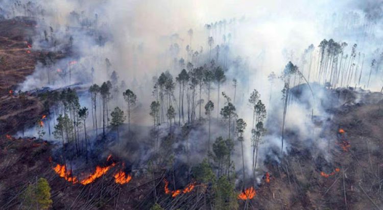 Incendios arrasaron con más de 6.600.000 hectáreas en los últimos 3 años