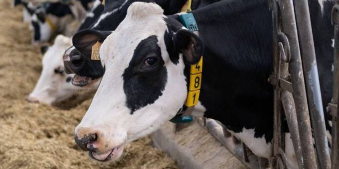 El mundo animal: ¿Las vacas sienten al igual que las personas?