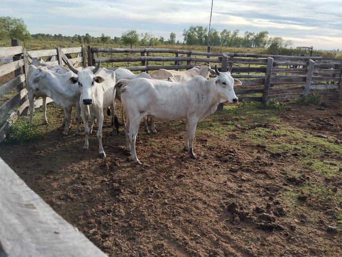 Detienen a un hombre por presunto hurto de animales vacunos en San Pedro