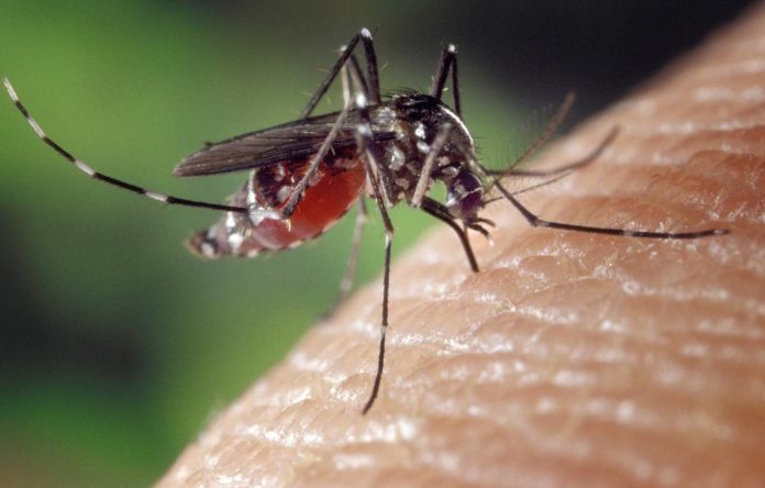 Cifras alarmantes: Dengue afecta a más de 3.500 personas