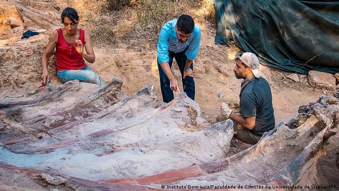 Hallan en Portugal restos fósiles del que podría ser el mayor dinosaurio jamás encontrado en Europa