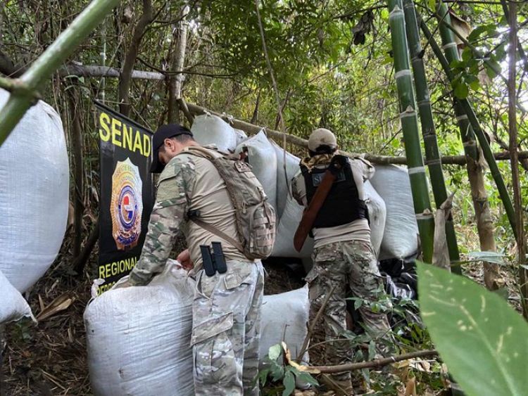 Detectan más de 7 toneladas de marihuana y 6 campamentos en Capitán Bado