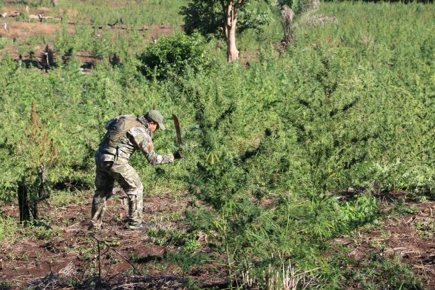 Nueva Alianza 45 concluyó con 154 hectáreas de marihuana destruida en la frontera entre Paraguay y Brasil