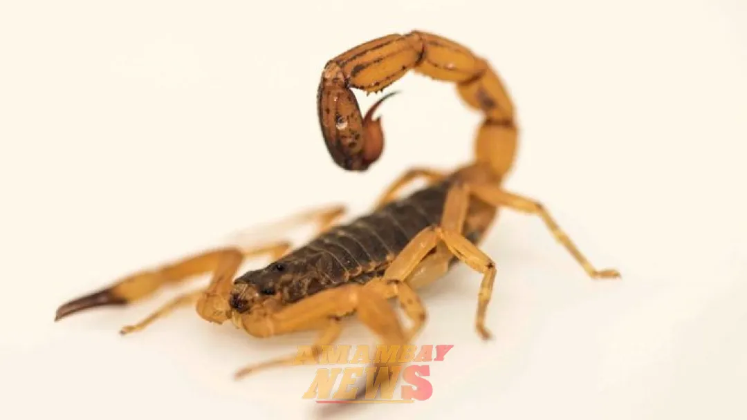 Alacranes: las dos especies que existen en Paraguay y son potencialmente peligrosas