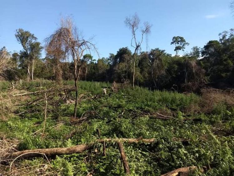 Destruyen 3 hectáreas de plantación de marihuana en Caaguazú