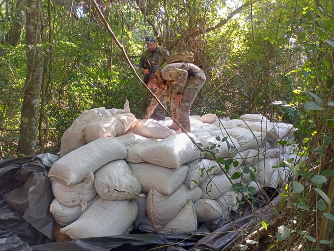 Destruyen 142 toneladas de marihuana tras tres jornadas operativas en Concepción