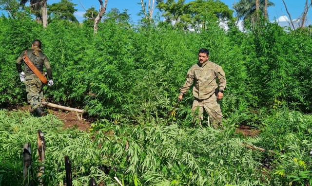 Sacan de circulación 840 toneladas de marihuana en una semana