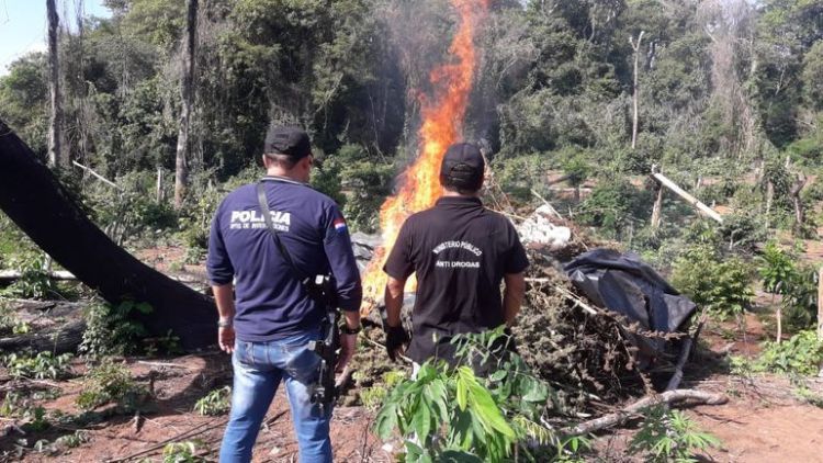 Destruyen varias hectáreas de marihuana en Lorito Picada