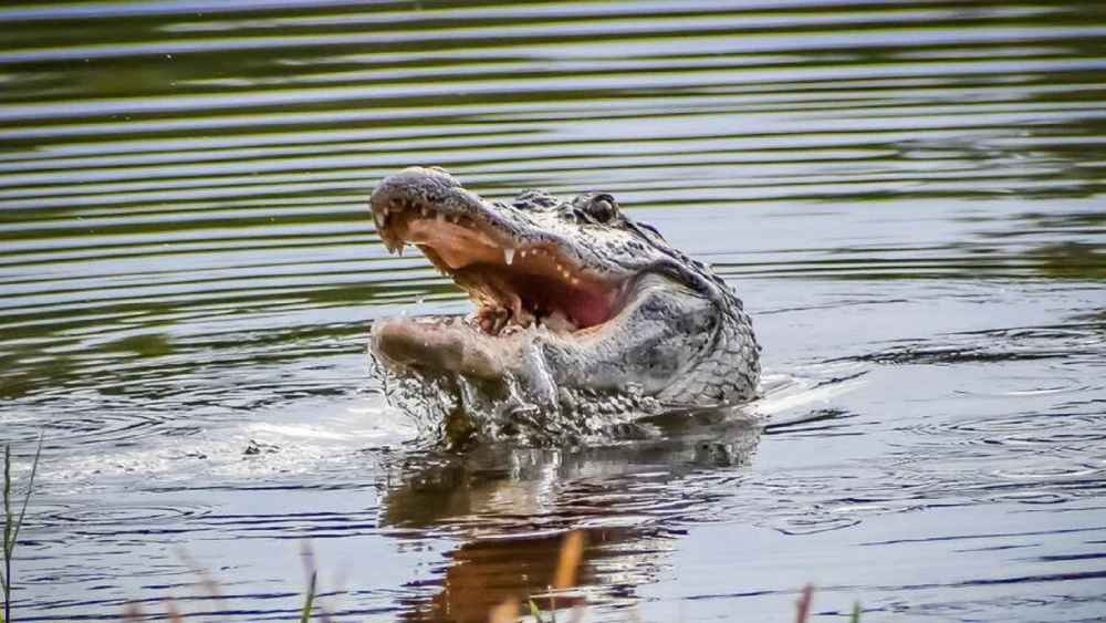 Cocodrilo mata a futbolista costarricense en un río
