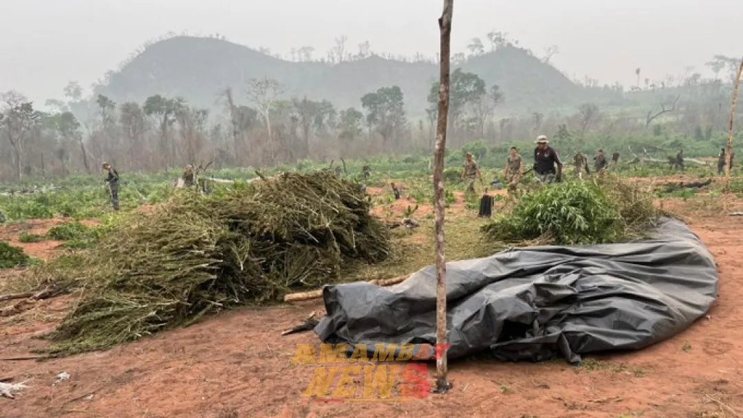 Golpe al narcotráfico: Agentes destruyen 180 toneladas de marihuana en Concepción