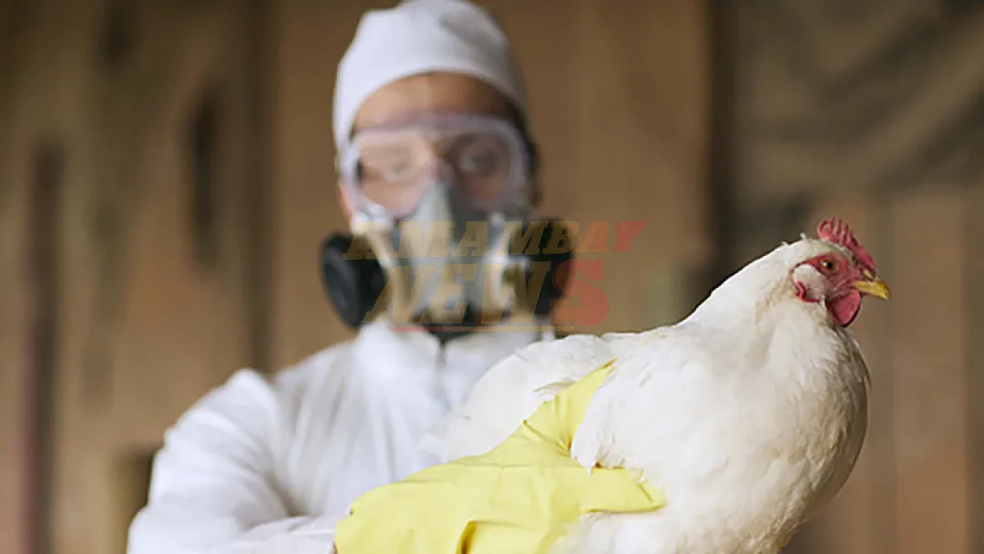 Senacsa declara «alerta sanitaria» por influenza aviar en Argentina