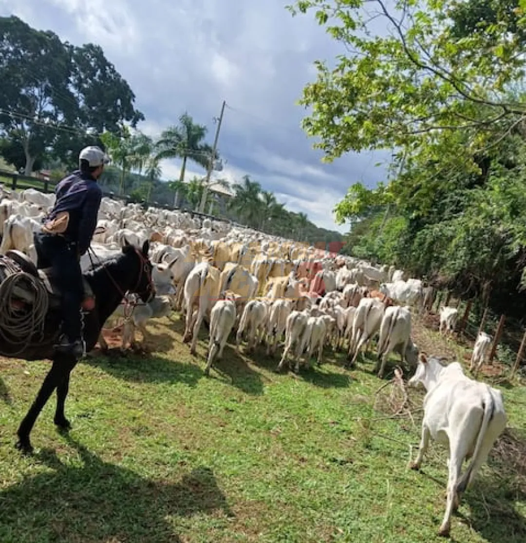 Yby Yaú: Policía Nacional recupera unas 500 cabezas de ganado hurtadas de estancia de Lalo Gomes