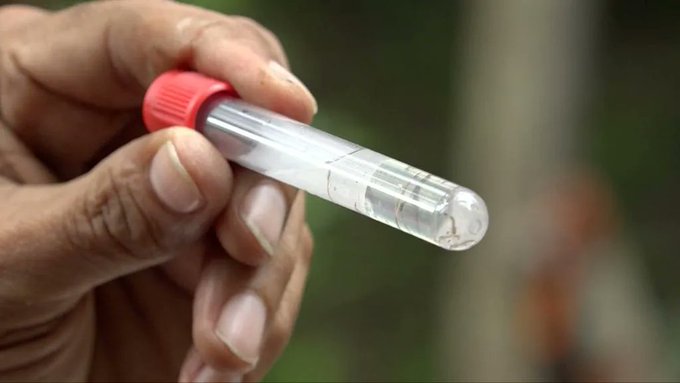 Dengue y chikunguña en descenso sostenido, señala reporte