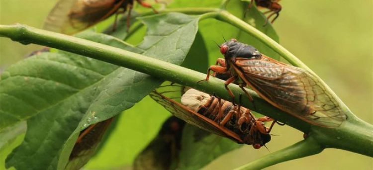 No comer cigarras: la advertencia de las autoridades de EEUU para alérgicos a los mariscos