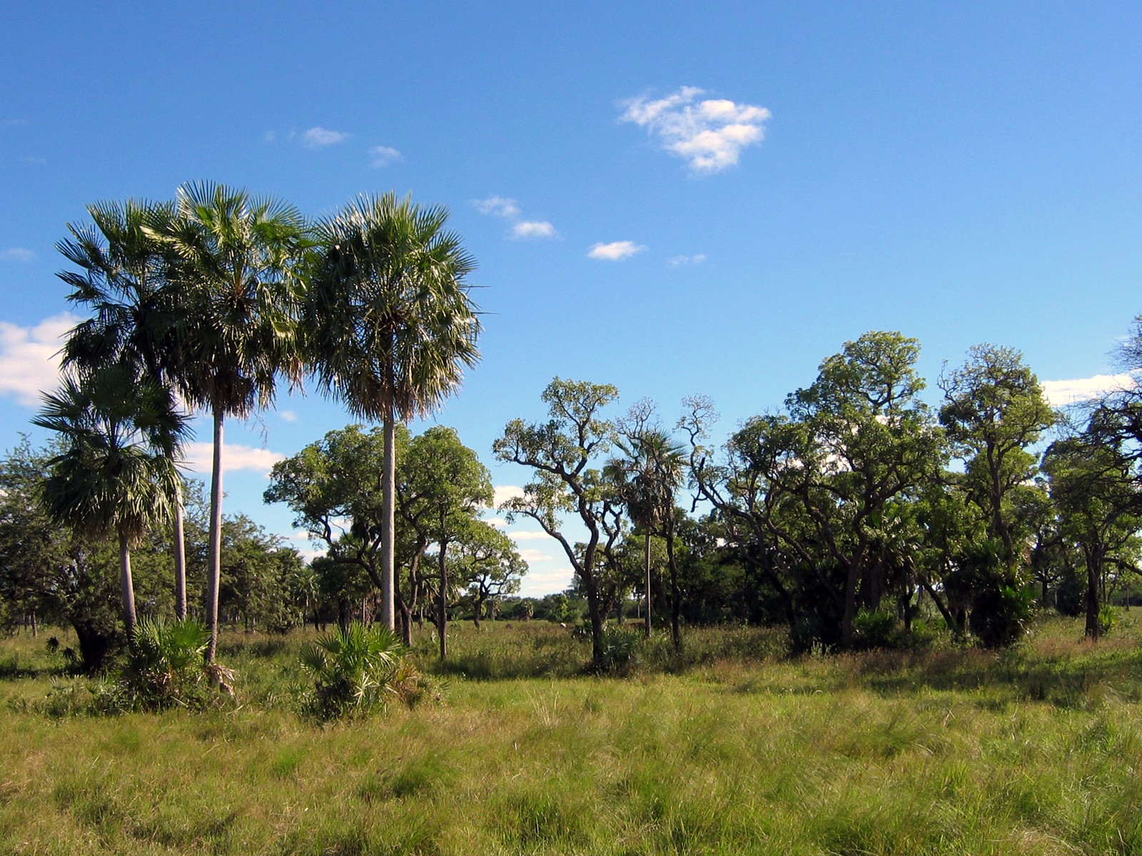 Imputan a presuntos responsables de deforestación en el Chaco