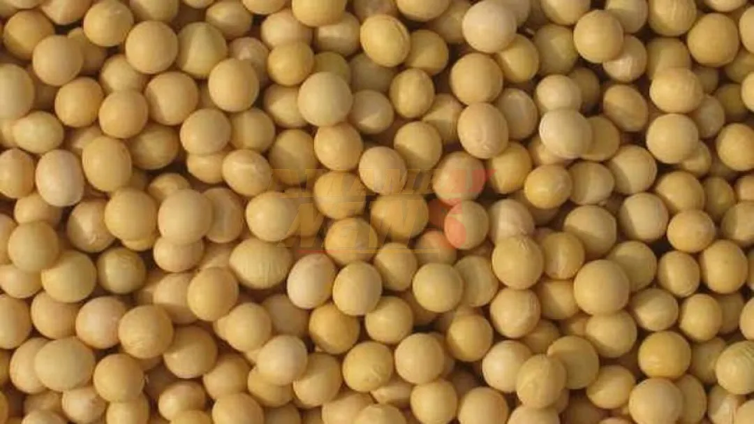 Exportaciones de soja caen USD 751 millones hasta julio
