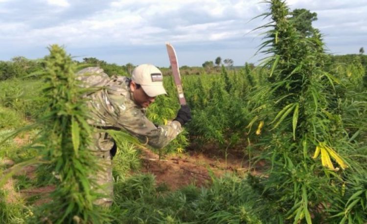 Destruyeron plantaciones de marihuana en Alto Paraná