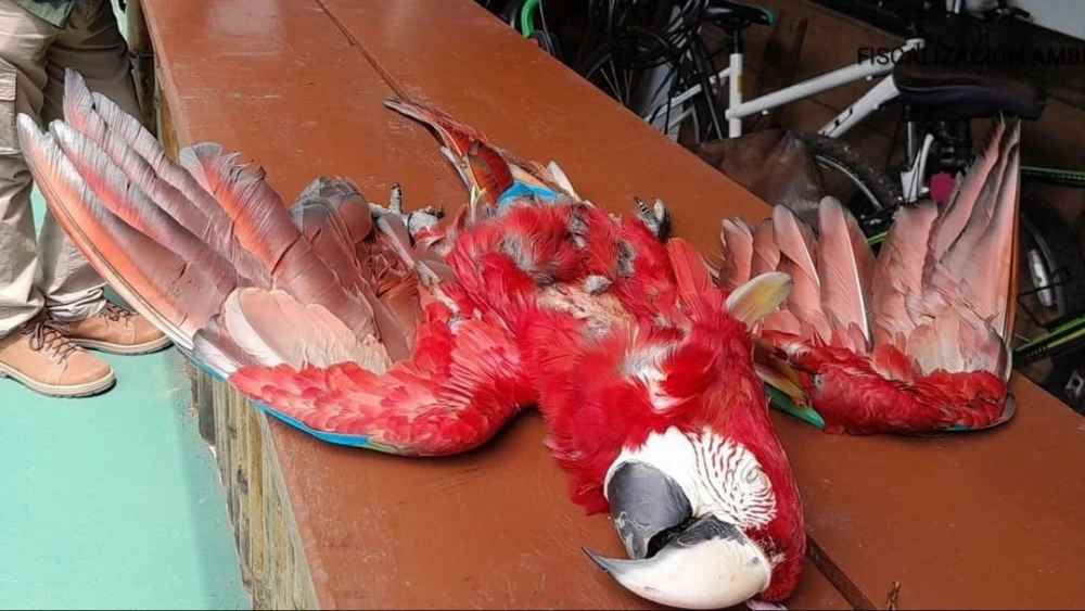 Fiscalía imputa al sospechoso de matar de un balazo a un guacamayo