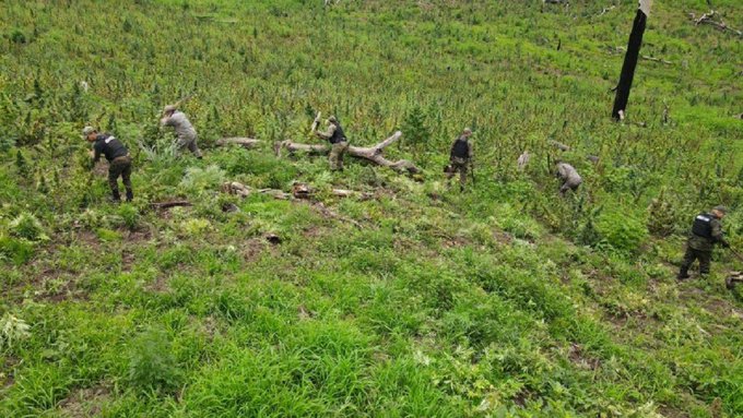 Hallan nuevo campamento y producción de marihuana en Amambay