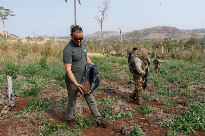 Senad continúa plan de reforestación en zonas de ex plantaciones de narcos